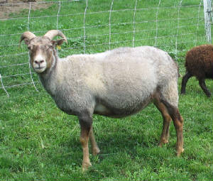 205b.jpg